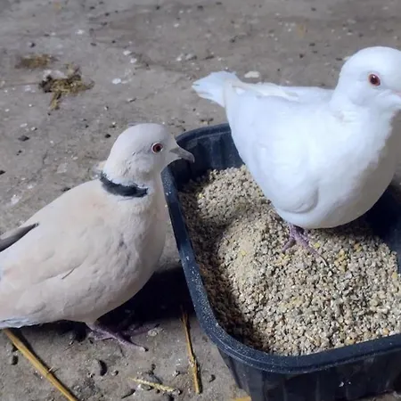Hébergement de vacances Authentique à La Campagne - 2 Pers - Animaux Bienvenus - Fr-1-489-560 Saint-Bonnet-de-Four