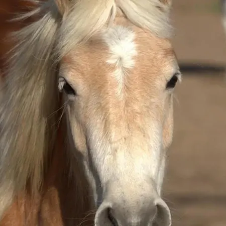 Hébergement de vacances Authentique à La Campagne - 2 Pers - Animaux Bienvenus - Fr-1-489-560 Saint-Bonnet-de-Four