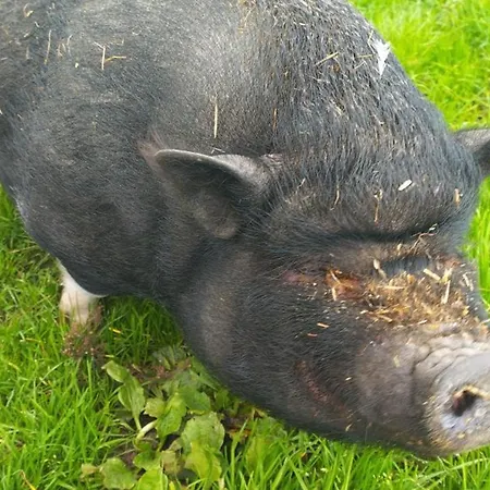 Authentique à La Campagne - 2 Pers - Animaux Bienvenus - Fr-1-489-560 * Saint-Bonnet-de-Four