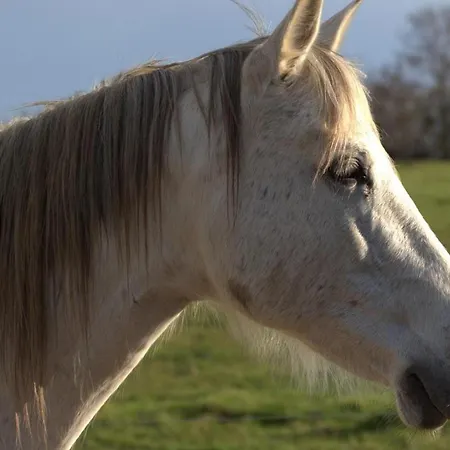 Authentique à La Campagne - 2 Pers - Animaux Bienvenus - Fr-1-489-560