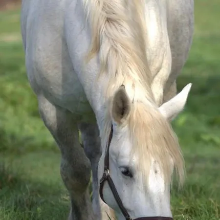 Hébergement de vacances Authentique à La Campagne - 2 Pers - Animaux Bienvenus - Fr-1-489-560 Saint-Bonnet-de-Four