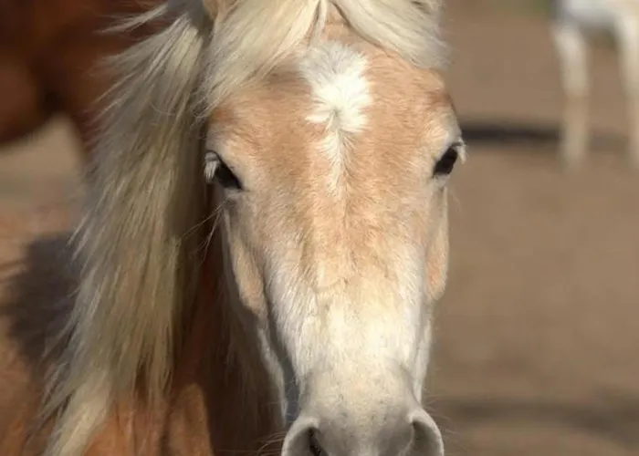 Дом отдыха Sejour Nature Et Charme, Animaux Bienvenus, Parking Et Wifi Inclus - Fr-1-489-560 Saint-Bonnet-de-Four