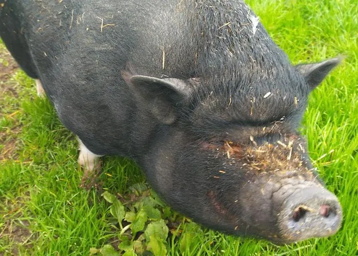 Sejour Nature Et Charme, Animaux Bienvenus, Parking Et Wifi Inclus - Fr-1-489-560 * Saint-Bonnet-de-Four