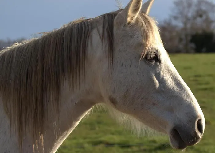 Sejour Nature Et Charme, Animaux Bienvenus, Parking Et Wifi Inclus - Fr-1-489-560